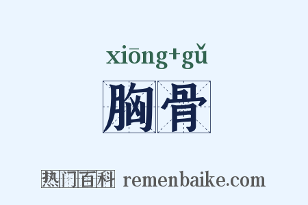 胸骨是什么意思的图片